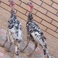 جوجه