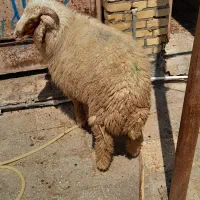 فروش گوسفندان نر همه سالم و ۲ تا ماده