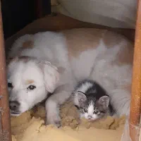 یک سگ پاکوتاه پیدا شده