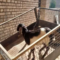 یک عدد بزماده