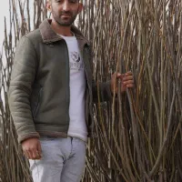 نهال گردو ژنوتیپ رویال سردسیری