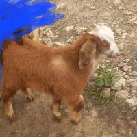 بز و بزغاله