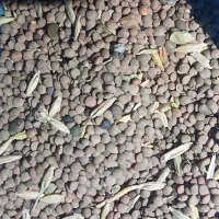 عدس خودمونی