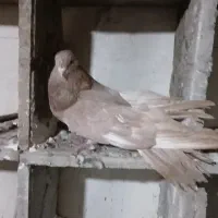 کفتر سهره عروس هلندی ماده دم سفید زرد سرور