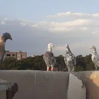 کبوترضربه