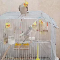 عروس هلندی نروماده ۲ جفت