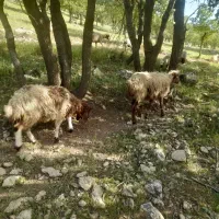 میش بره