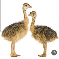 فروش دو عدد جوجه شتر مرغ دو ماهه
