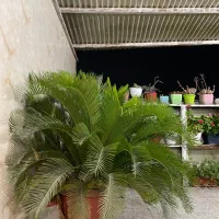 فروش گل سیکاس(نخل ساگو)جذاب