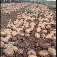فروش عمده سیب زمینی (نژاد اگریا)