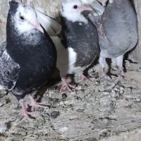 کبوتر کفتر