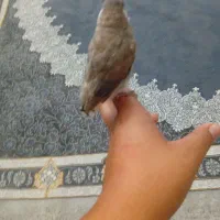 پرنده سر حال