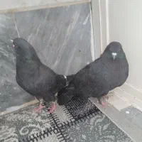 دو جفت کفتر  پرشی  زاغ و سرخ