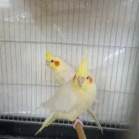 عروس هلندی مولد دوسر لوتینو جوان