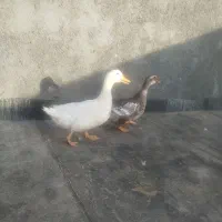 اردک