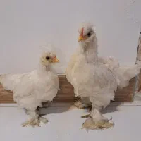 یک جفت  تزئینی