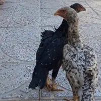 جوجه اوشامو