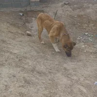 بخاطر زیادبودن سگ
