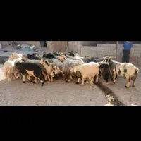 پشم گوسفند سراسر استان گتر الورام