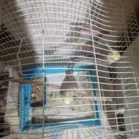 یک جفت عروس هلندی