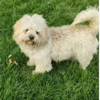 واگذاری ۲ عدد سگ شیتزو تریر و شیتزو مالتیز