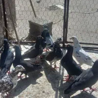 کفتر