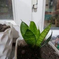 گل و گیاه