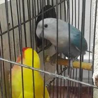 طوطی برزیلی باتخم