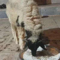 اهواز کوت سید نعیم