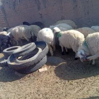 بره|حیوانات مزرعه|گناباد, |دیوار