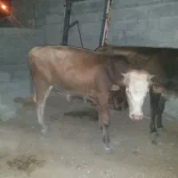 فروش گاو