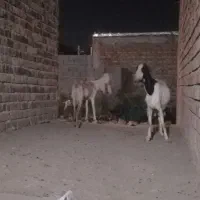 بزشیری