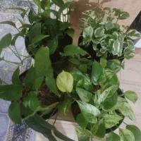 سینگونیوم سبز و پتوس