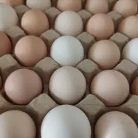 تخم مرغ خونگی