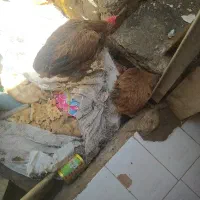 فروش 4عددمرغ تخم گذار