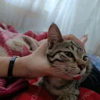 بچه گربه