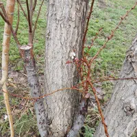 هرس کاری وپیوند زدن انواع میوه