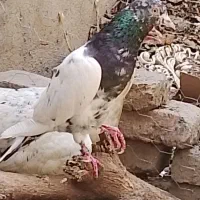کفتر پاکستانی وارداتی تیدی کمانگرگلدن