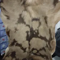 پوست دباغی شده گوسفندوگاواسرائیلی