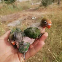 کوتوله برزیلی طوطی