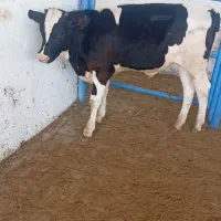 ۳تا گوساله نر
