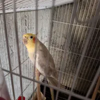 عروس هلندی نر سخنگو