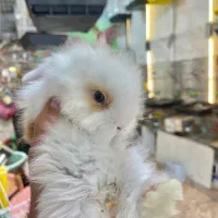 خرگوش لوپ مینیاتوری