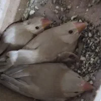 فنچ نرگسی شکلاتی مولد جوان