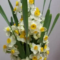 جو.کاه ویونجه