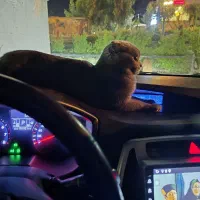 بچه گربه اسکاتیش فولد بلو