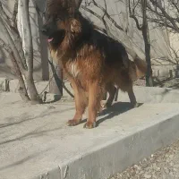 حیوانات سگ ژرمن مو بلند خاص