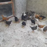 جوجه گلپایگانی
