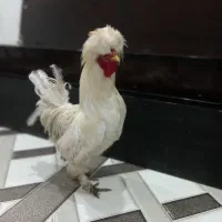 خروس