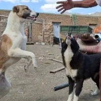 دوتا توله سگ ۷ ماهه